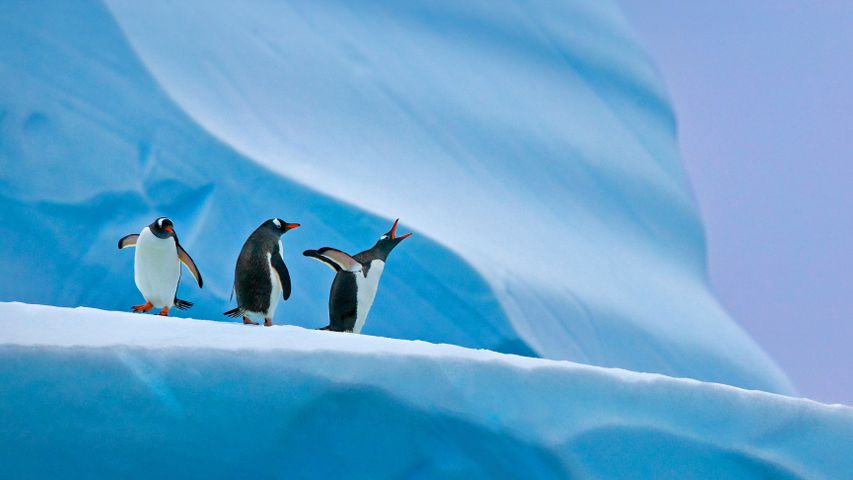 Manchots papou en Antarctique