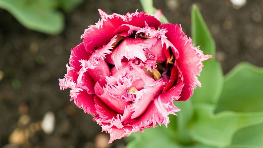 A pink fringed tulip in Ottawa