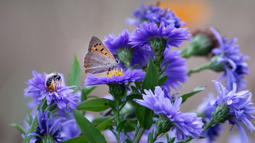 Papillon et abeille butinant délicatement une fleur aster