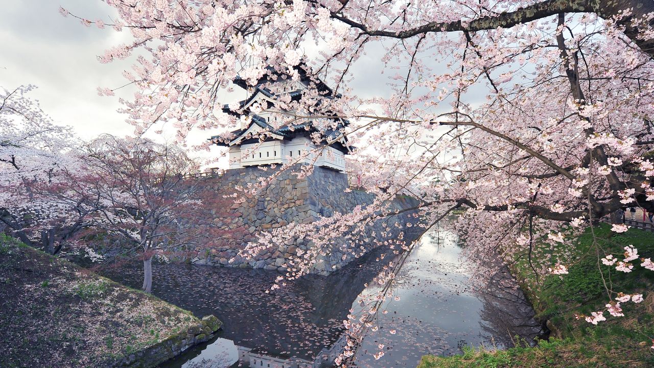 Castelo de Hirosaki com cerejeiras, Hirosaki, Japão