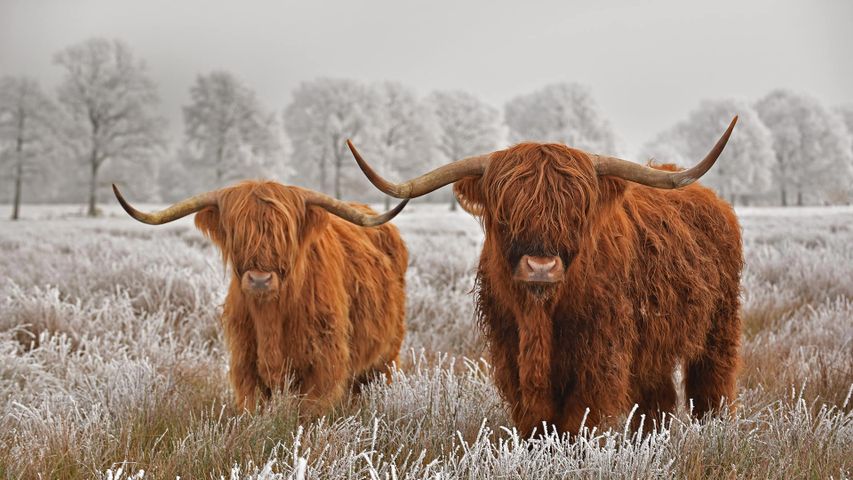 Highland cattle in Drenthe province in the Netherlands