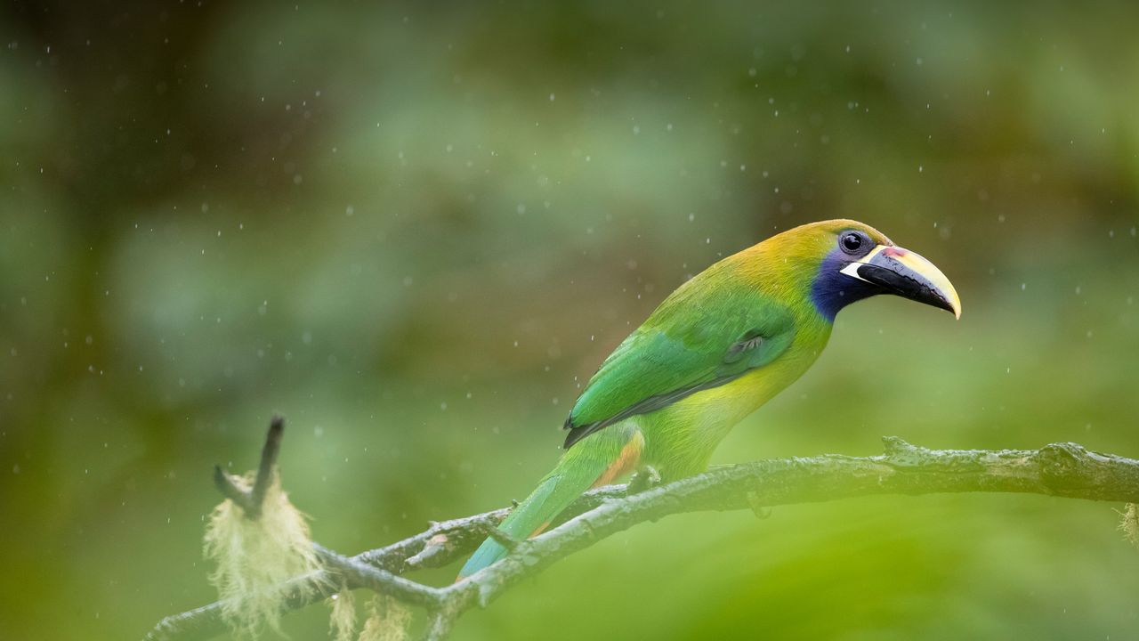 Tucano de garganta azul, Parque Nacional Los Quetzales, Costa Rica