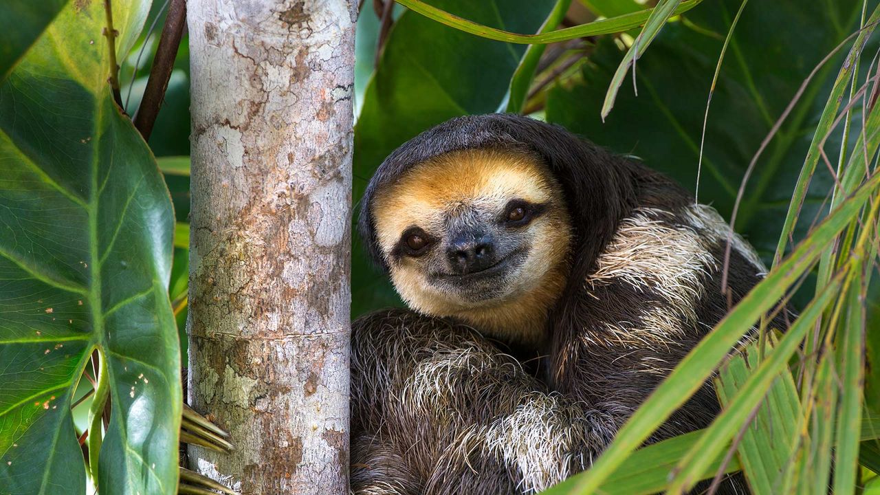 Pale-throated sloth perched in a tree on Sloth Island, Essequibo River, Guyana