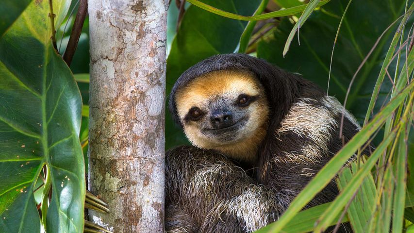 Pale-throated sloth perched in a tree on Sloth Island, Essequibo River, Guyana