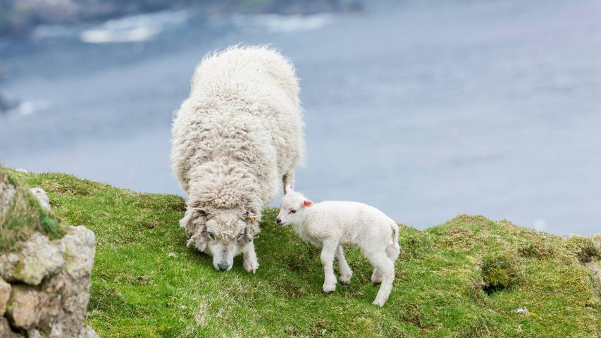 Shetland Sheep, a traditional, hardy breed of the Northern Isles in Scotland