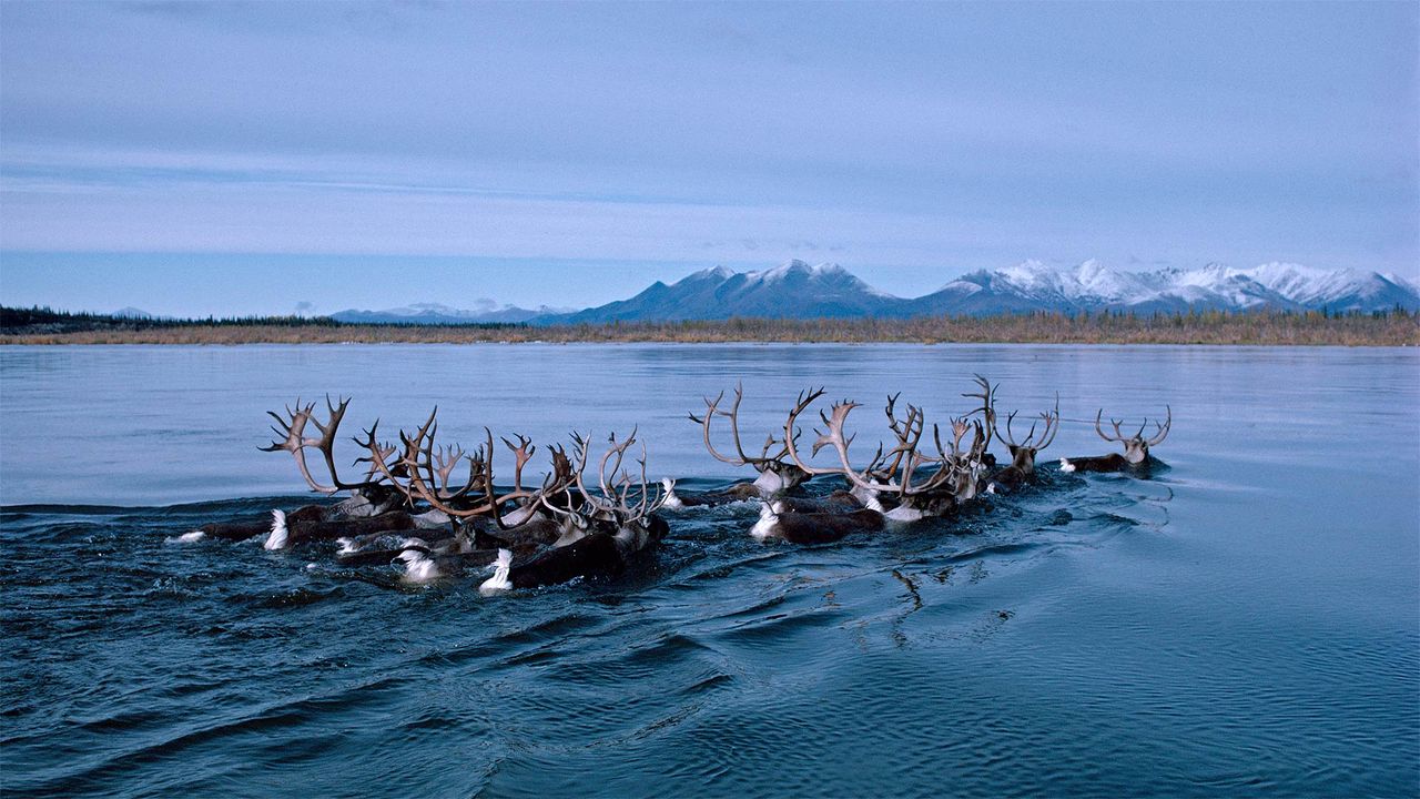 Rentiere durchschwimmen auf ihrer Herbstwanderung den Kobuk River in Alaska, USA