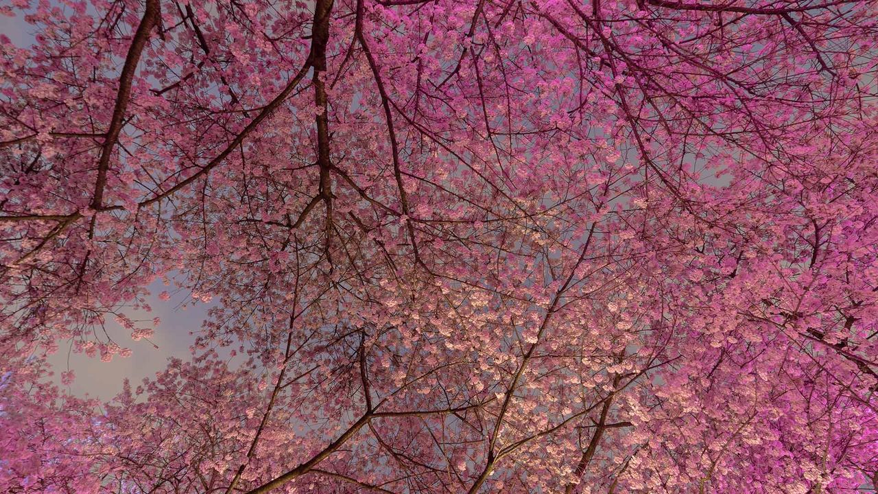 Cherry Blossom trees in Vancouver
