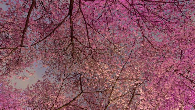 Cherry Blossom trees in Vancouver
