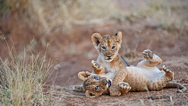 For Siblings Day, lion cubs wrestle in Samburu National Park, Kenya