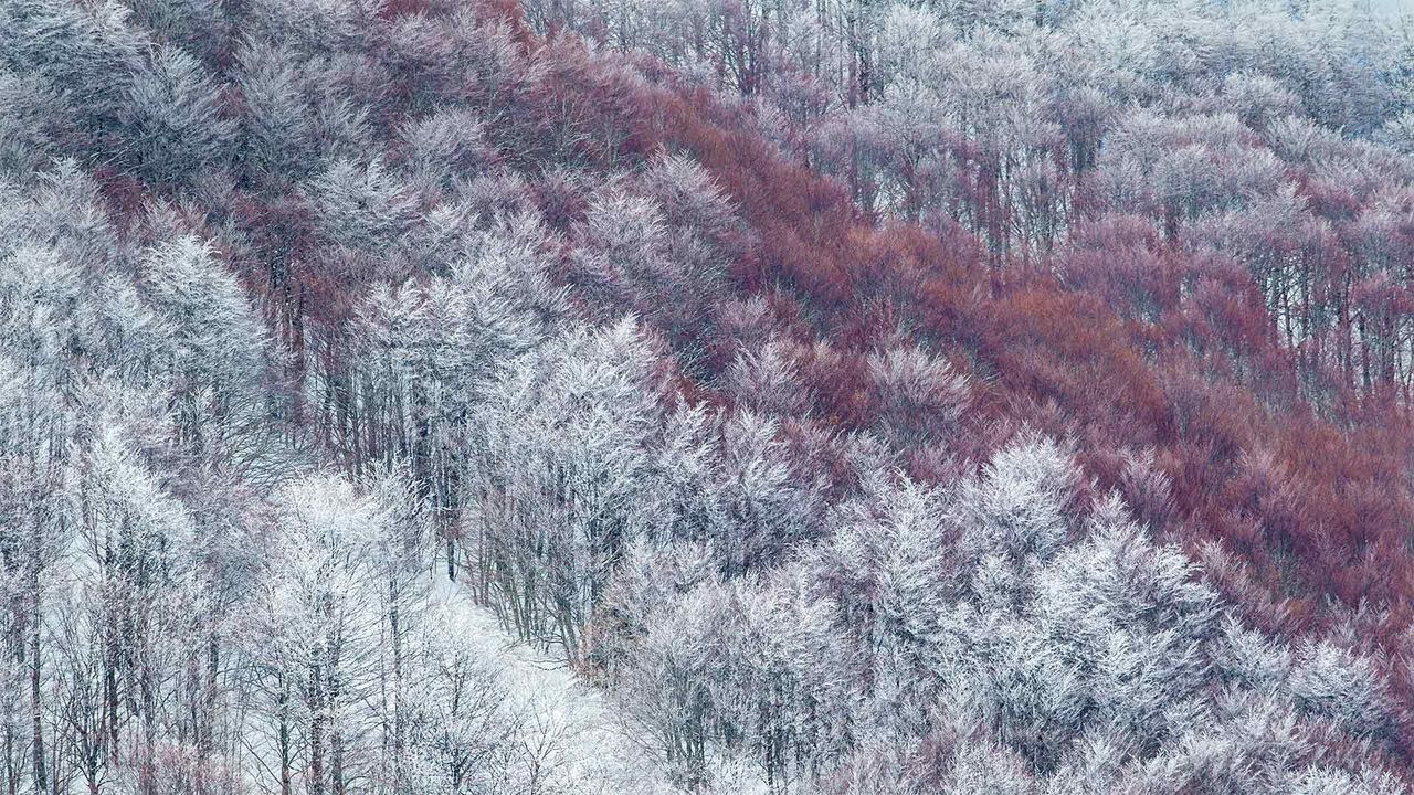 Partly snow-covered slope in Val Cervara, an old-growth beech forest, in Abruzzo, Italy