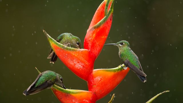 Green-crowned brilliant hummingbirds feeding on lobster-claw flowers, Costa Rica