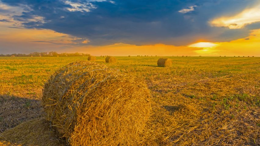 Un campo di grano in Ucraina