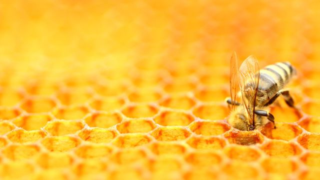 Bee tending a honeycomb