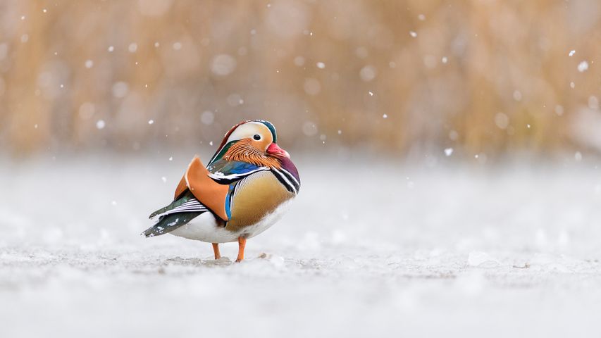 Mandarin duck, Richmond Park, London, UK