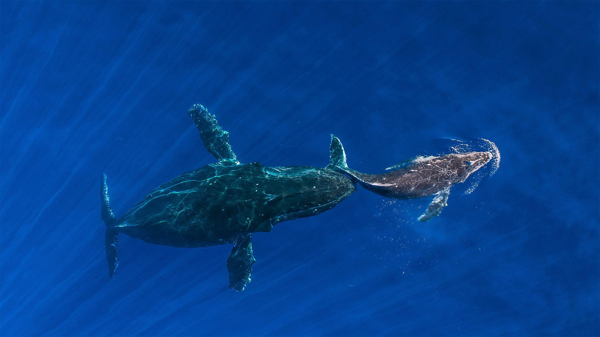 ｢ザトウクジラの親子｣ハワイ, マウイ島 - Bing Gallery