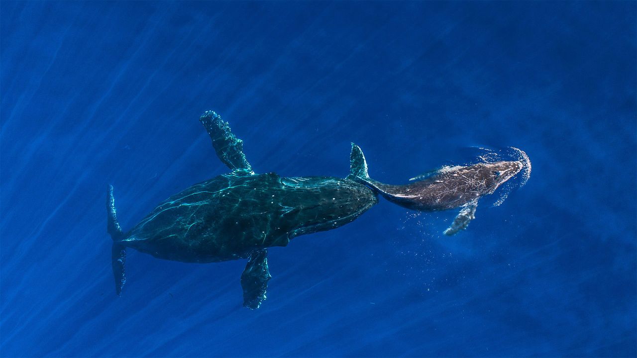 Humpback whale mother pushes her sleeping calf to surface, Maui, Hawaii, USA
