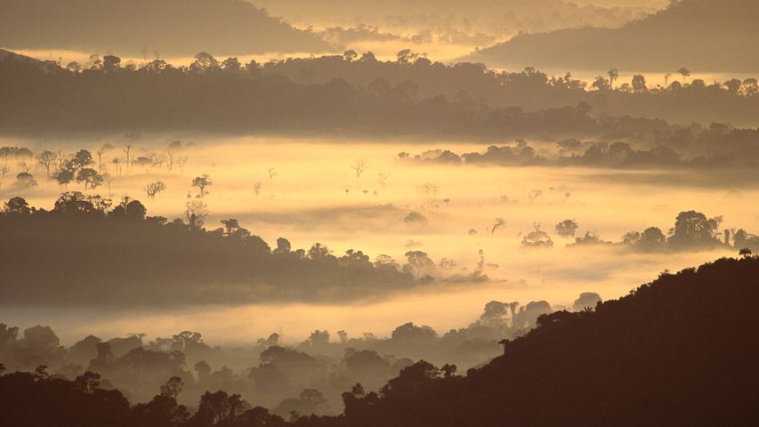 アマゾン熱帯雨林, ブラジル