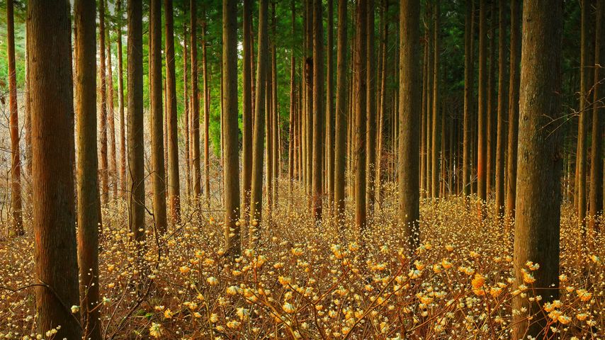 Mitsumata (aka paperbush) in a forest in Japan