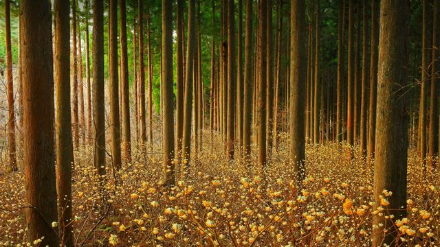 Mitsumata (aka paperbush) in a forest in Japan