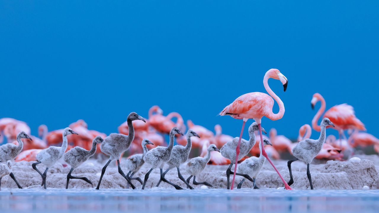 Caribbean flamingos, Ría Lagartos Biosphere Reserve, Yucatán Peninsula, Mexico