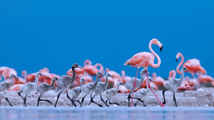 Flamingos-americanos na Reserva da Biosfera Ría Lagartos, Península de Iucatã, no México