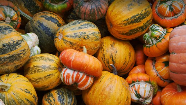 Pumpkins and squashes