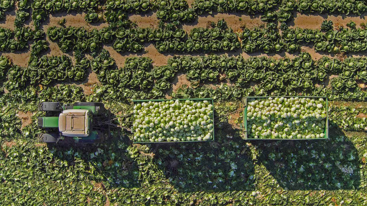 View of a tractor and trailers of cabbage in a field in Sankt Pölten, Austria