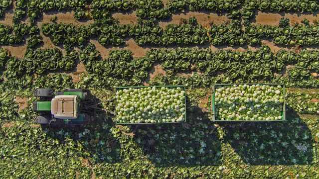 田里的拖拉机和装载着卷心菜的拖车,奥地利圣珀尔滕