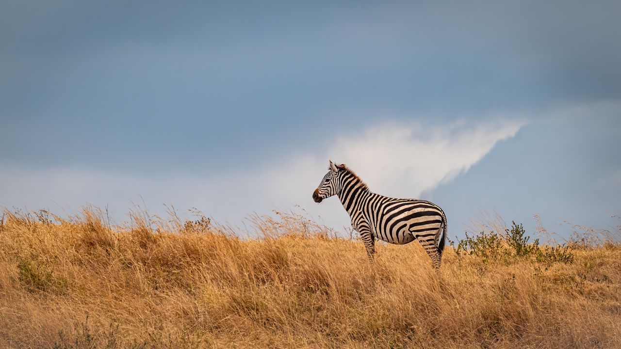 Stripe science