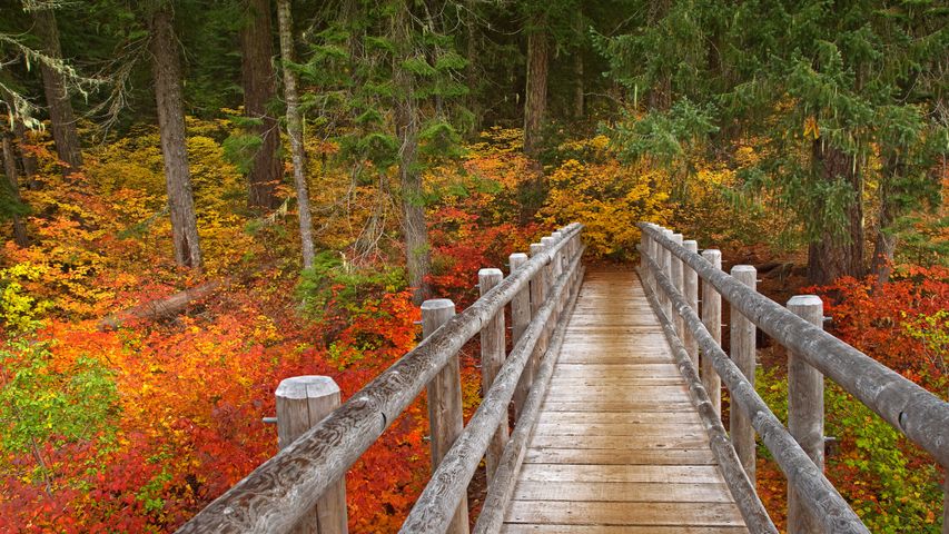 Ponte sul fiume McKenzie Trail, Willamette National Forest, Oregon, USA