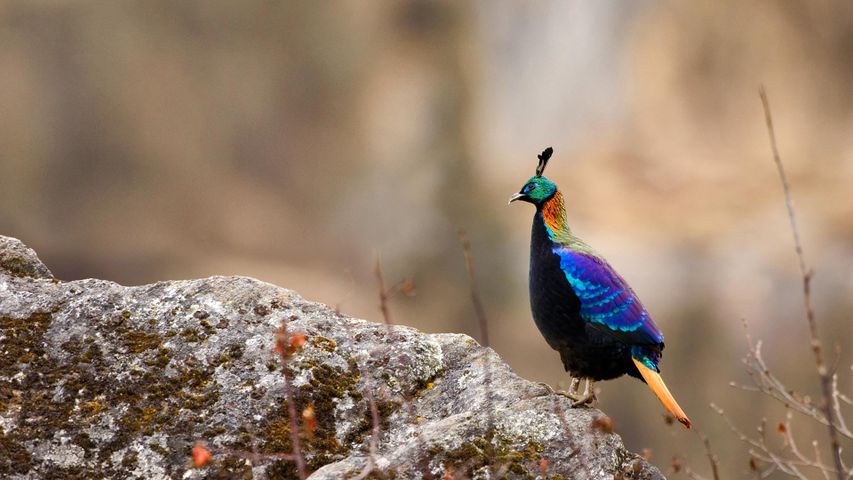 萨加玛塔国家公园里的一只雄性棕尾虹雉，尼泊尔 