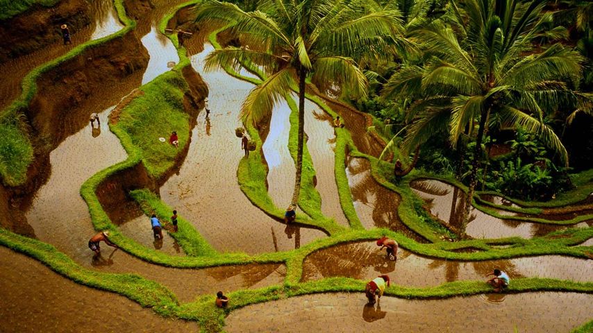 Workers in terraced rice fields, Bali, Indonesia
