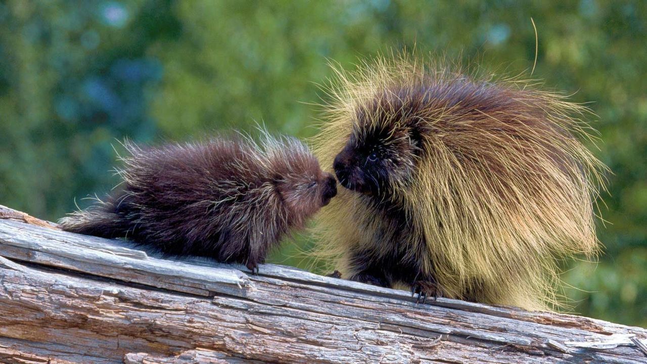 Porcupines in Glacier National Park, Montana, USA