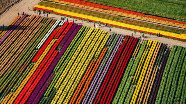 Tulip fields in bloom at Mount Vernon, Washington