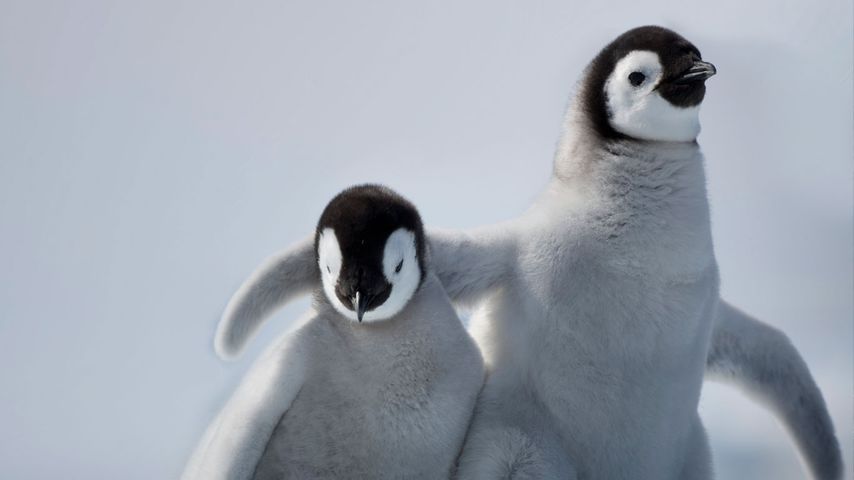 Emperor penguin chicks on Snow Hill Island, Antarctica