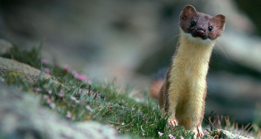 Long-tailed weasel on rocks in Rocky Mountain National Park, Colorado