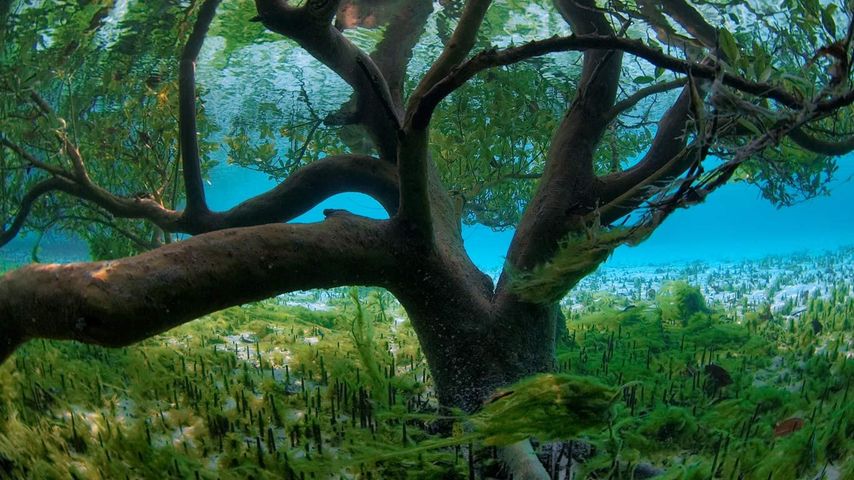 Mangrove seen from underwater, Aldabra, Seychelles