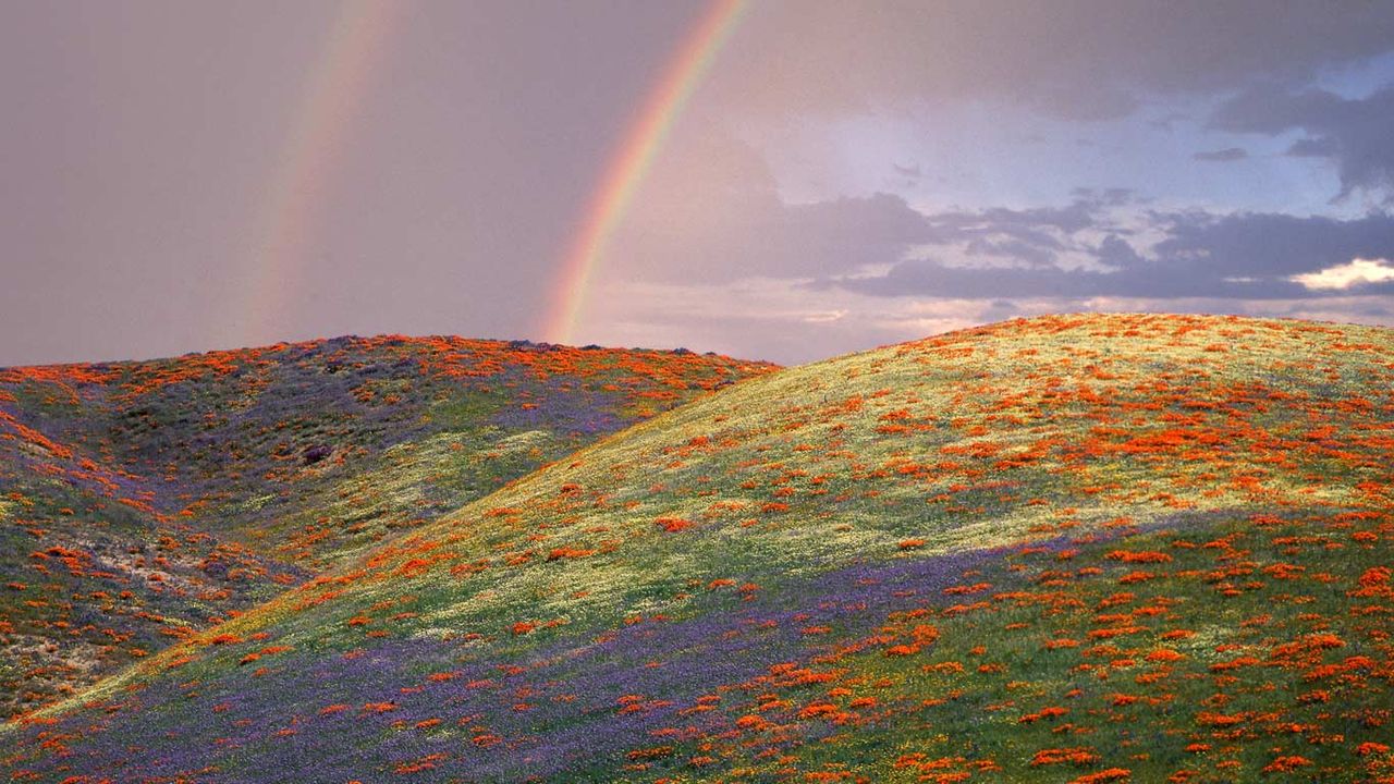 Poppies and lupine in Los Angeles County, California