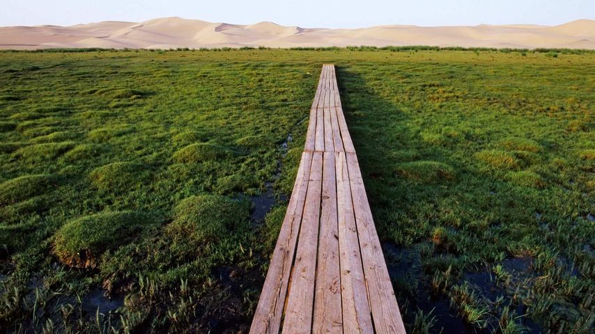 蒙古国戈壁沙漠干葛恩沙丘附近，沼泽地上方的桥