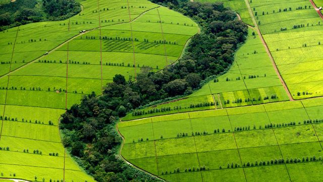 Tea plantation in Kericho County, Kenya