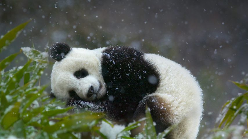 Giant panda cub (Ailuropoda melanoleuca), Wolong National Nature Reserve in Sichuan Province, China