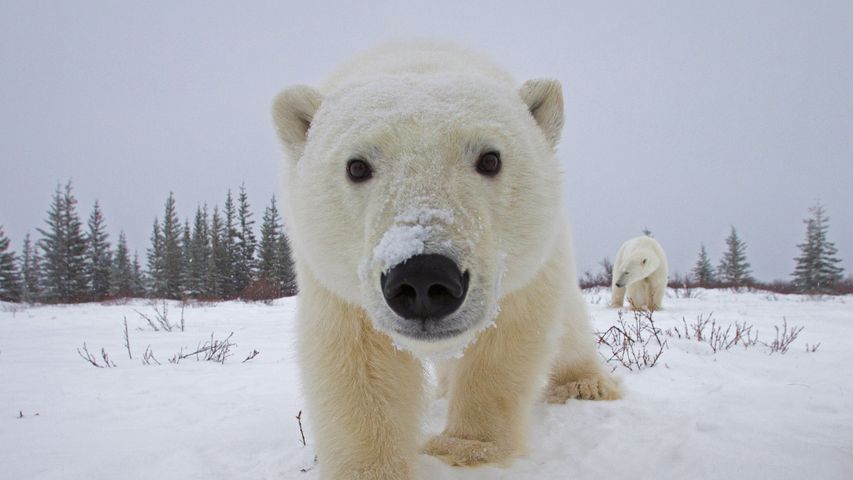 好奇地看着相机的北极熊，加拿大丘吉尔镇