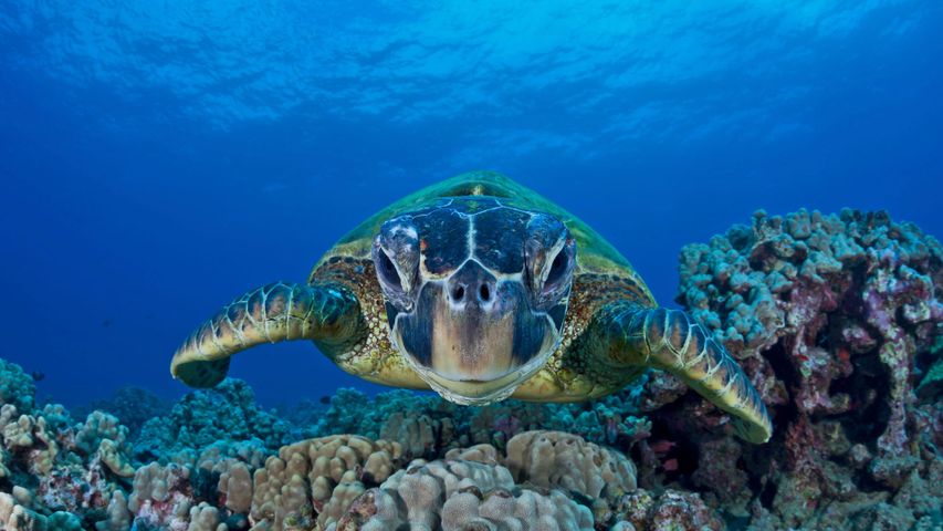 毛伊岛上的绿海龟，美国夏威夷州 