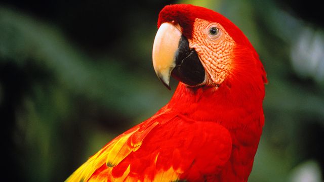 Marvelous macaws
