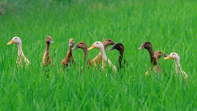 Canards dans une rizière près d’Ubud, Bali, Indonésie