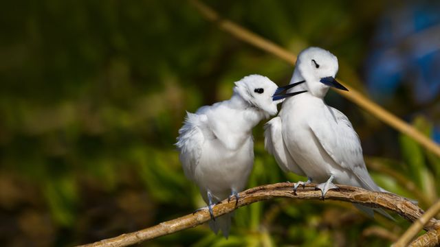 White terns on Sand Island, Midway Atoll, Papahānaumokuākea Marine National Monument, USA