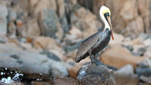 A pelican's post