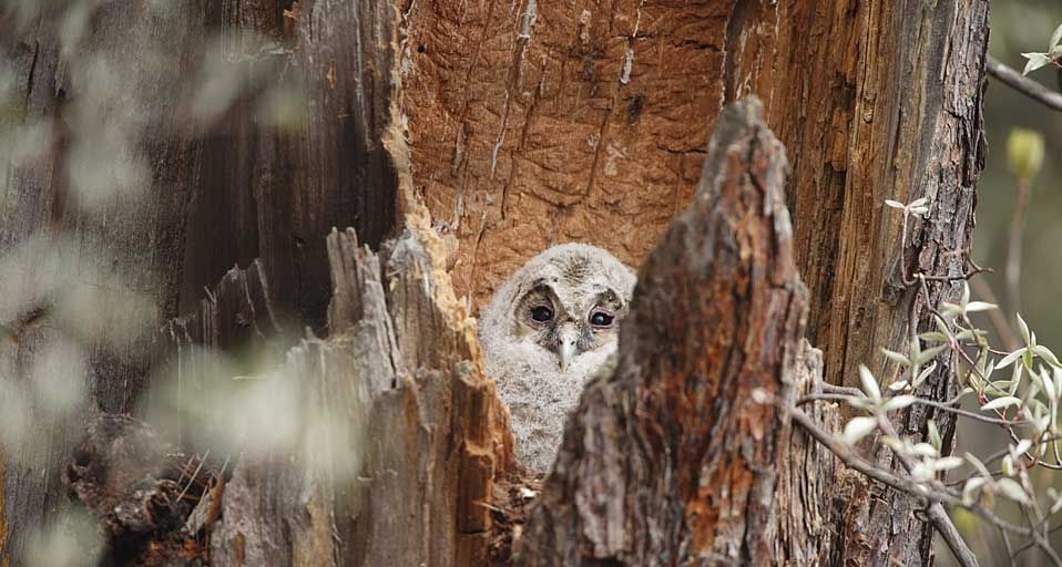 ｢フクロウの赤ちゃん｣長野県, 長野市