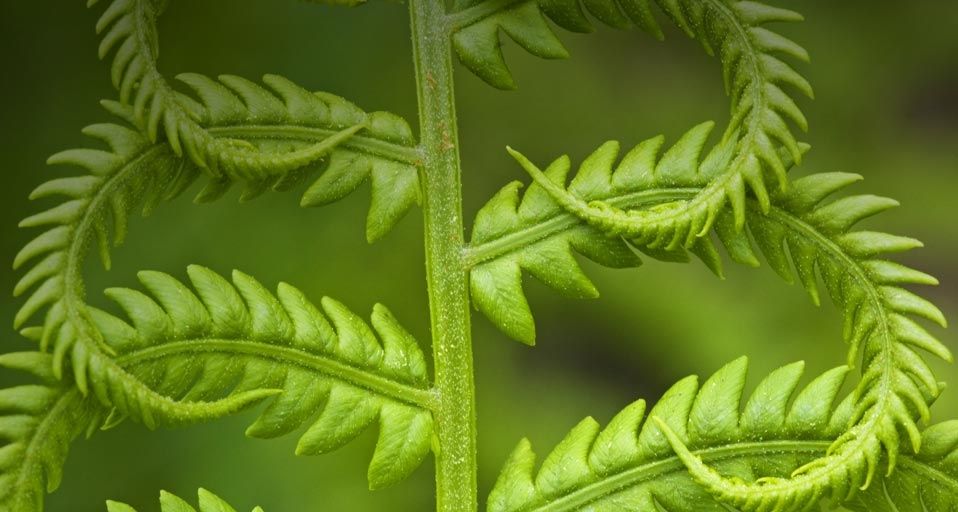 刚刚长出新叶子的蕨类植物，它看上去生机勃勃