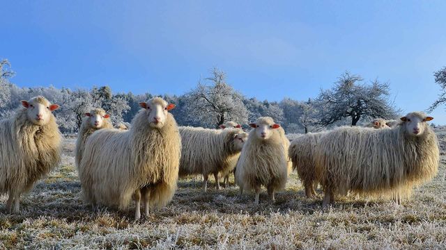 Schafherde in der Nähe von Mespelbrunn im Spessart, Bayern, Deutschland 